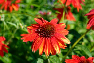 Echinacea jeżówka HOT PAPAYA