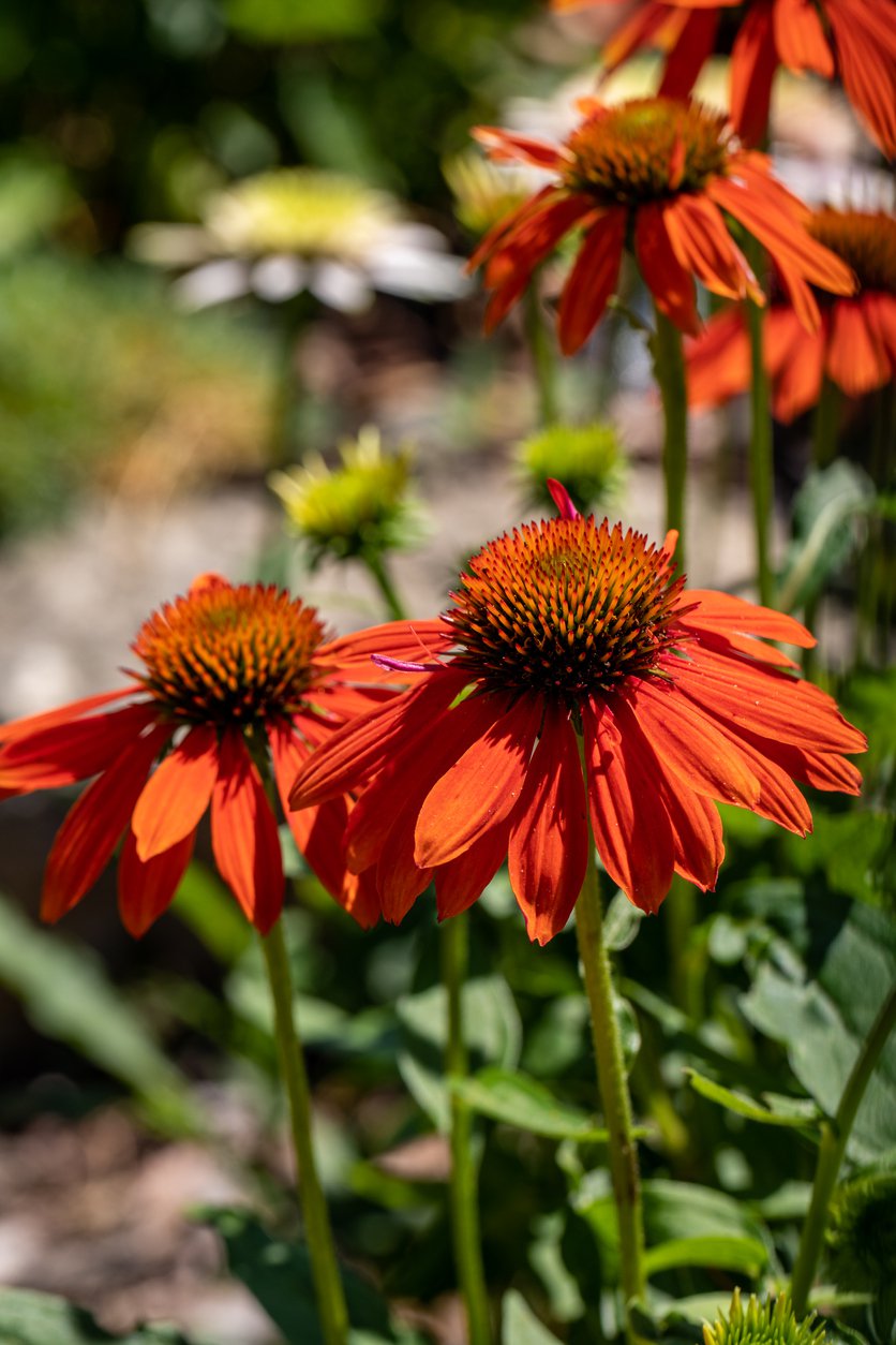 Echinacea jeżówka HOT PAPAYA - 4