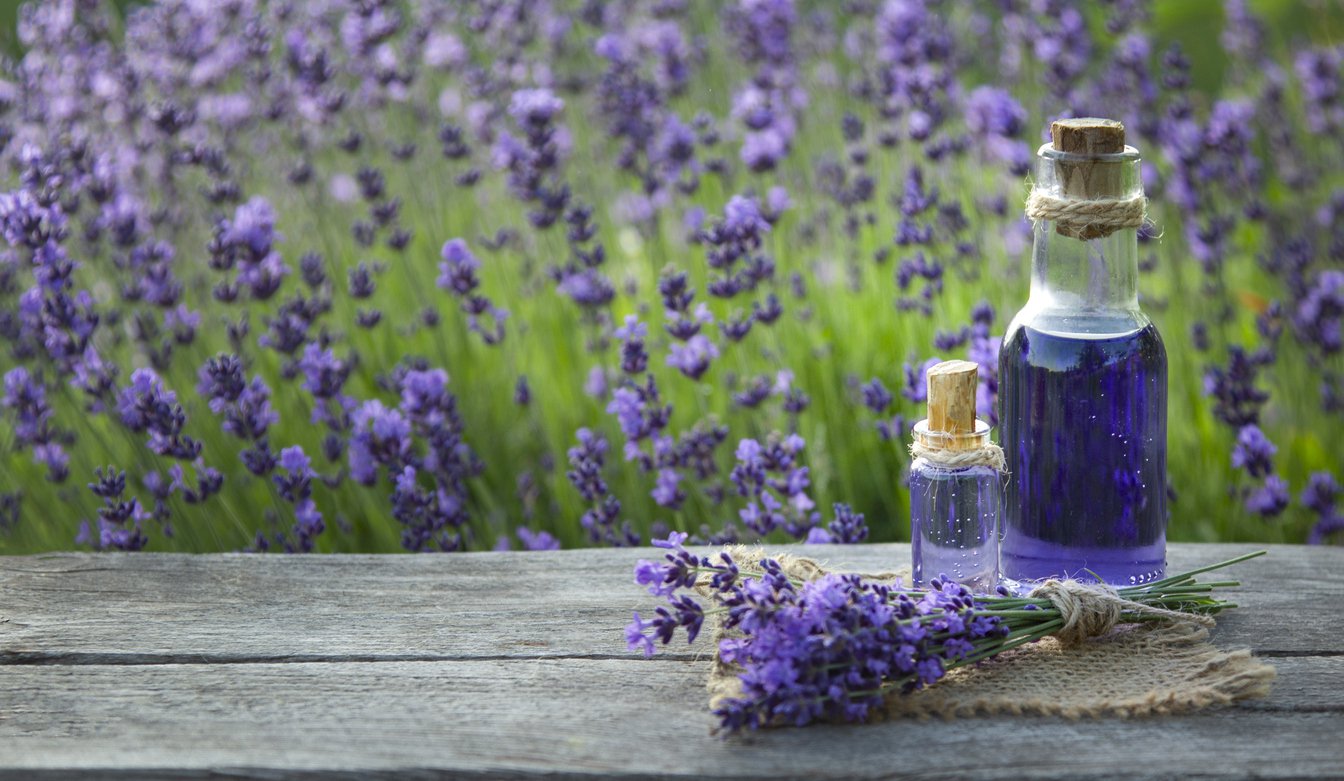 Lawenda wąskolistna MUNSTEAD - 3