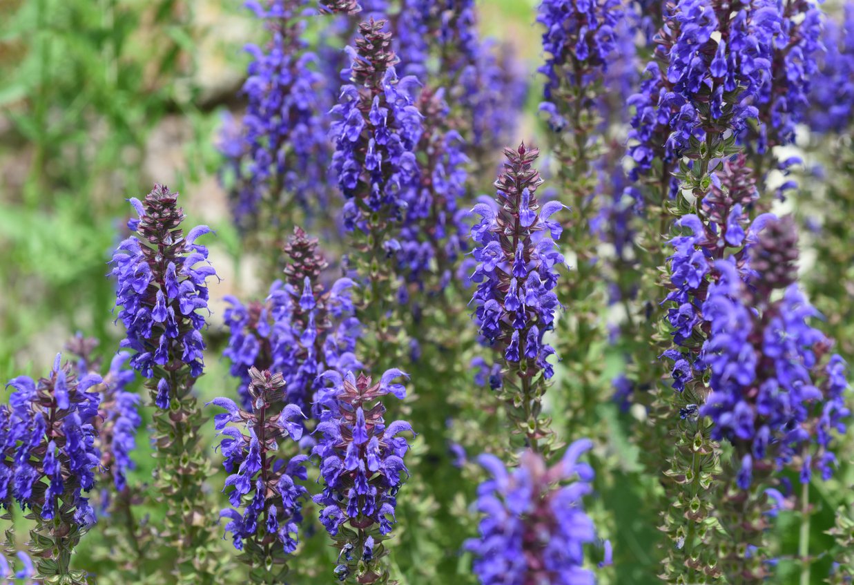 Szałwia omszona NEW DIMENSION BLUE - 2