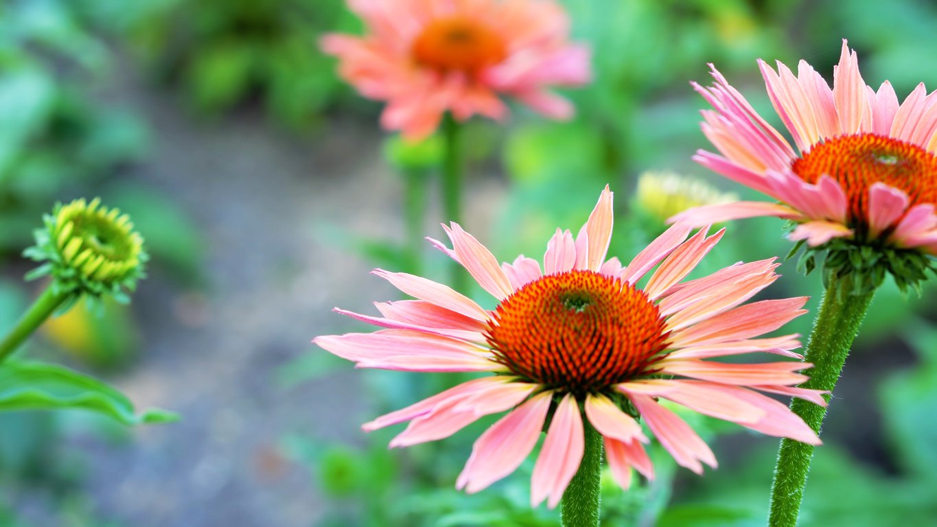 Echinacea jeżówka RAINBOW MARCELLA - 2