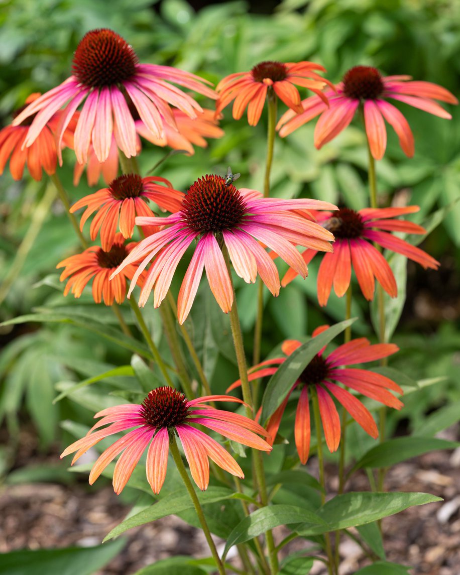 Echinacea jeżówka RAINBOW MARCELLA - 4