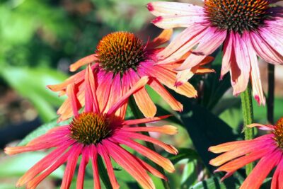 Echinacea jeżówka RAINBOW MARCELLA