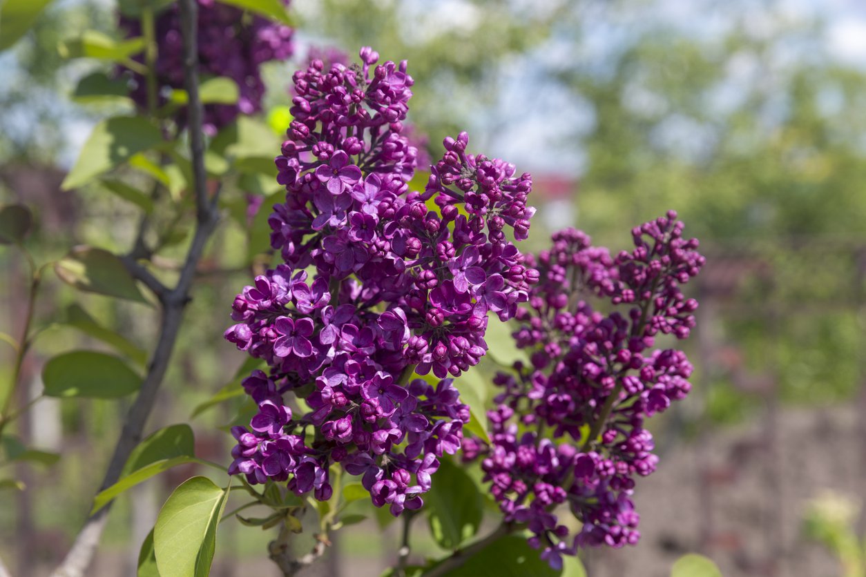 Lilak bez DARK PURPLE - 2