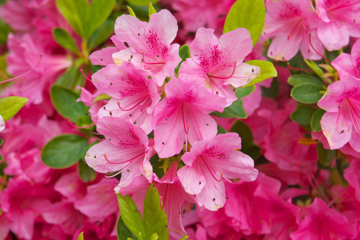 Azalia japońska AMONEA - 3