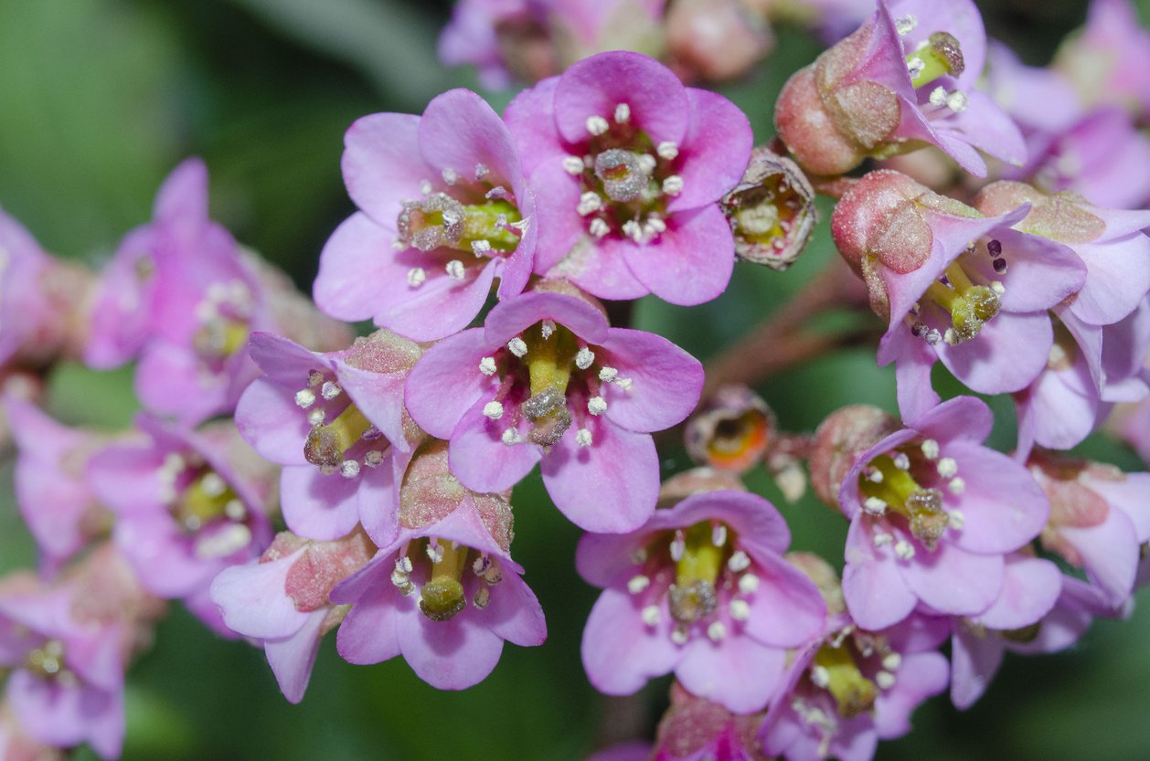 Bergenia PINK DRAGONFLY - 4