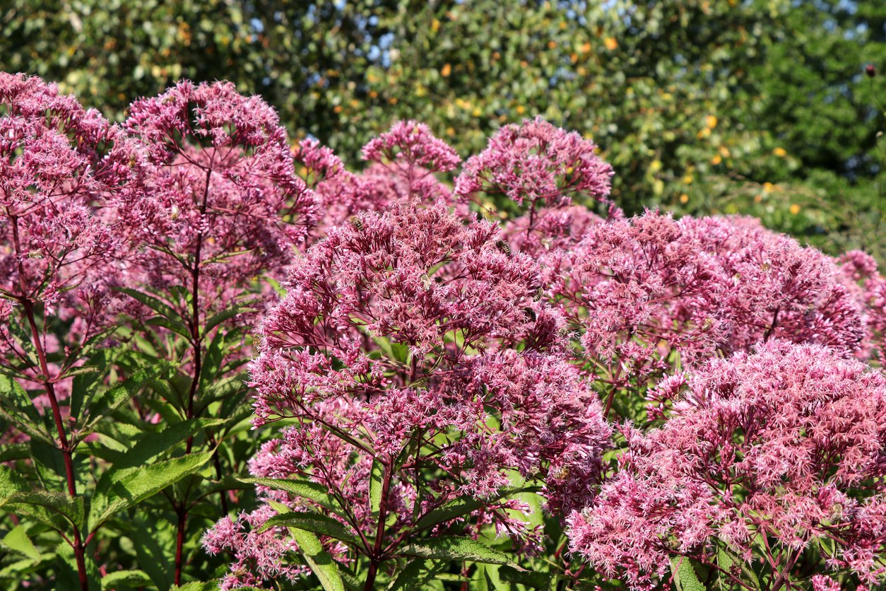 SADZIEC BABY JOE - 2