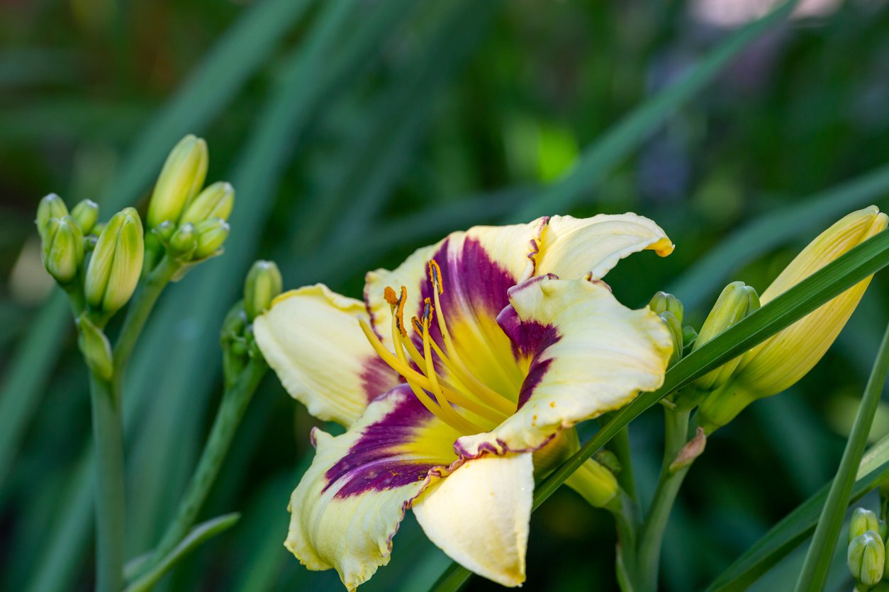 Liliowiec EL DESPERADO - 4