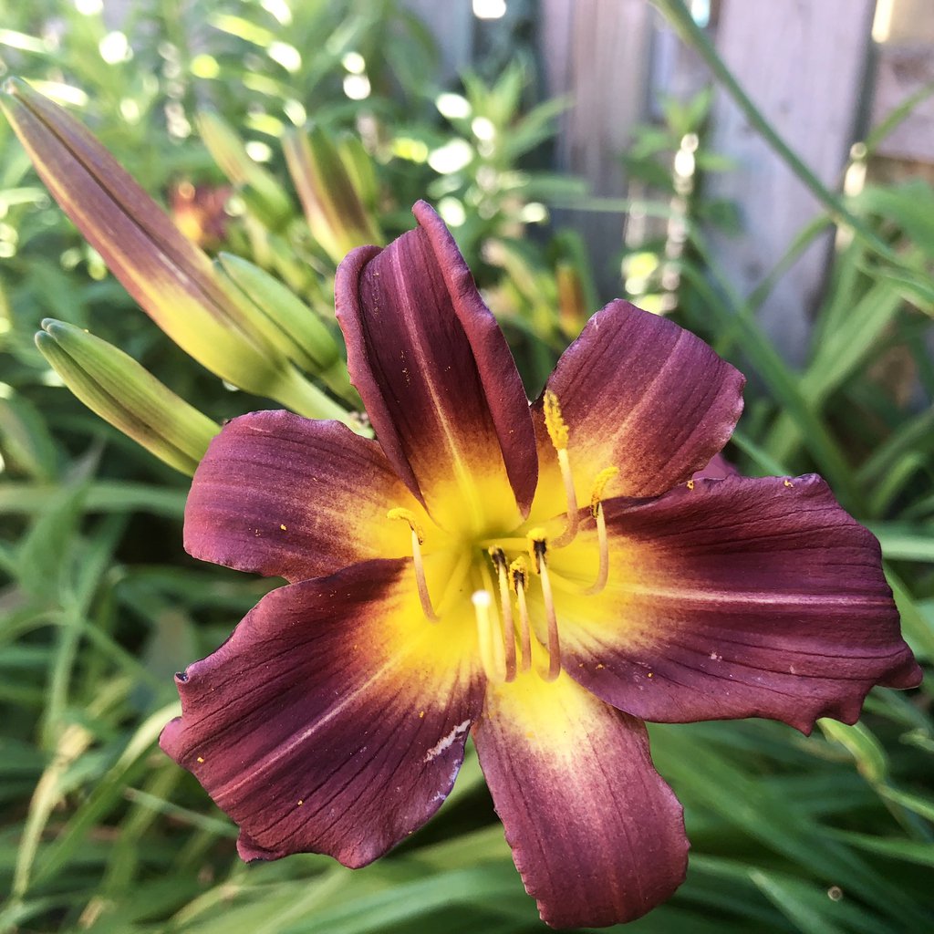 Liliowiec CHOKECHERRY MOUNTAIN - 2