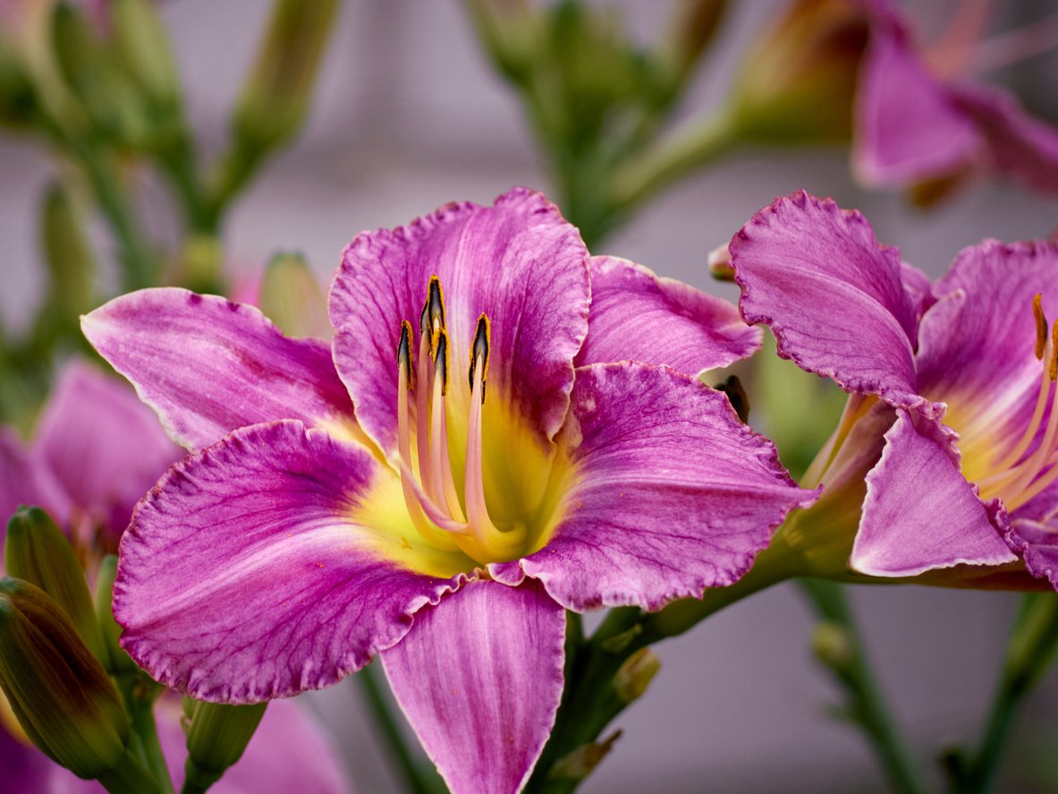 Liliowiec ENTRAPMENT - 4