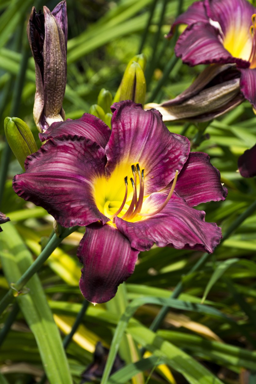 Liliowiec NIGHT EMBERS - 5