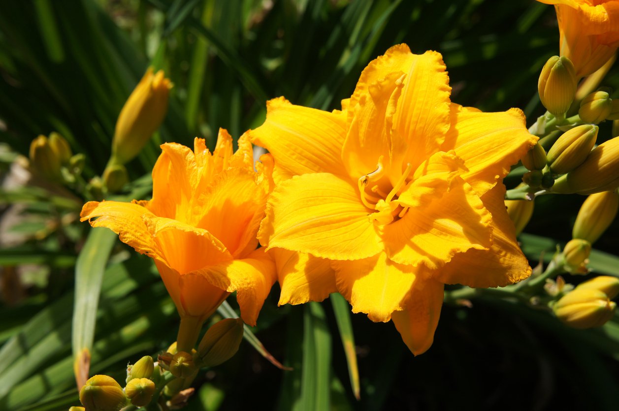 Liliowiec PATRICIA JOJO - 5