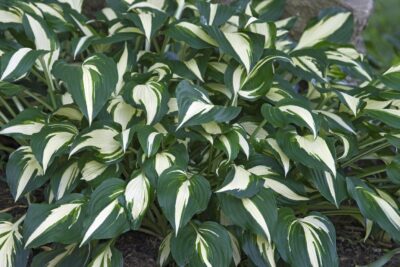 Funkia Hosta RISKY BUSINESS