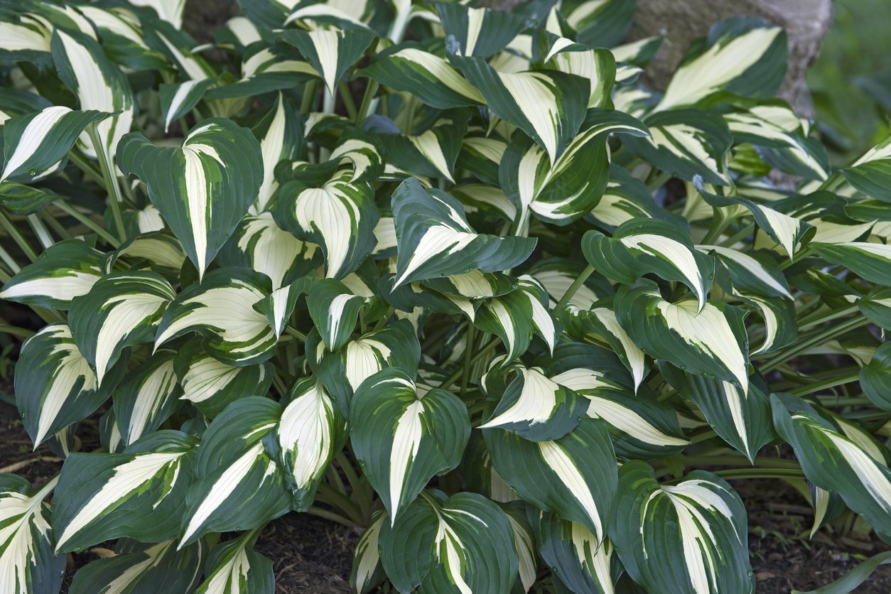 Funkia Hosta RISKY BUSINESS