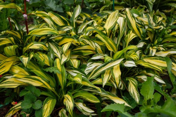 Funkia Hosta LAKESIDE LITTLE TUFT - 2