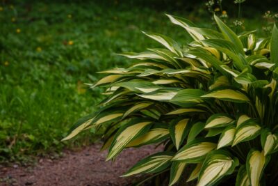 Funkia Hosta LAKESIDE LITTLE TUFT