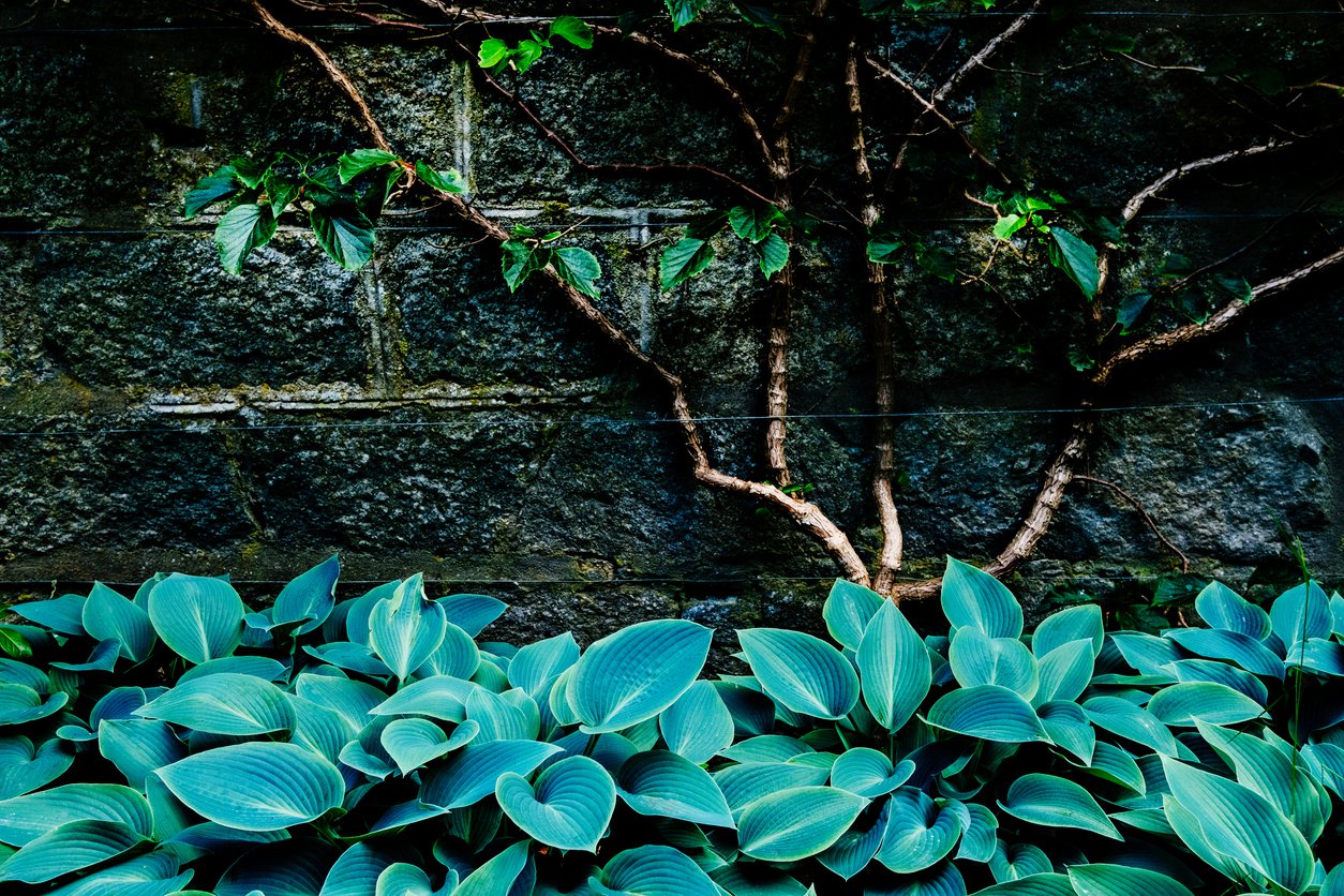 Funkia Hosta BLUE MOON - 3