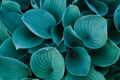 Funkia Hosta BLUE MOON