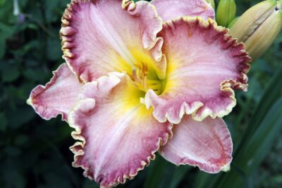 Liliowiec BESTSELLER