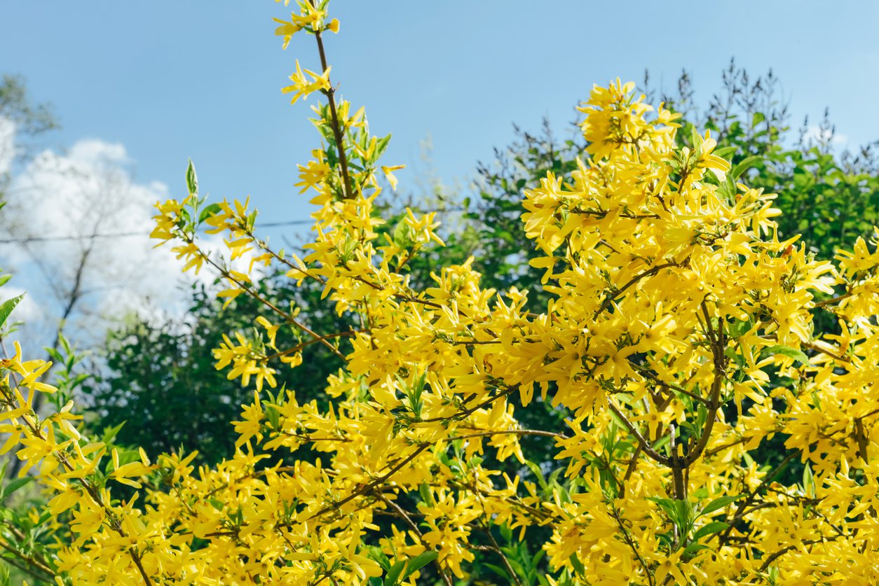 Forsycja pośrednia MAREE D’OR COURTASOL - 4