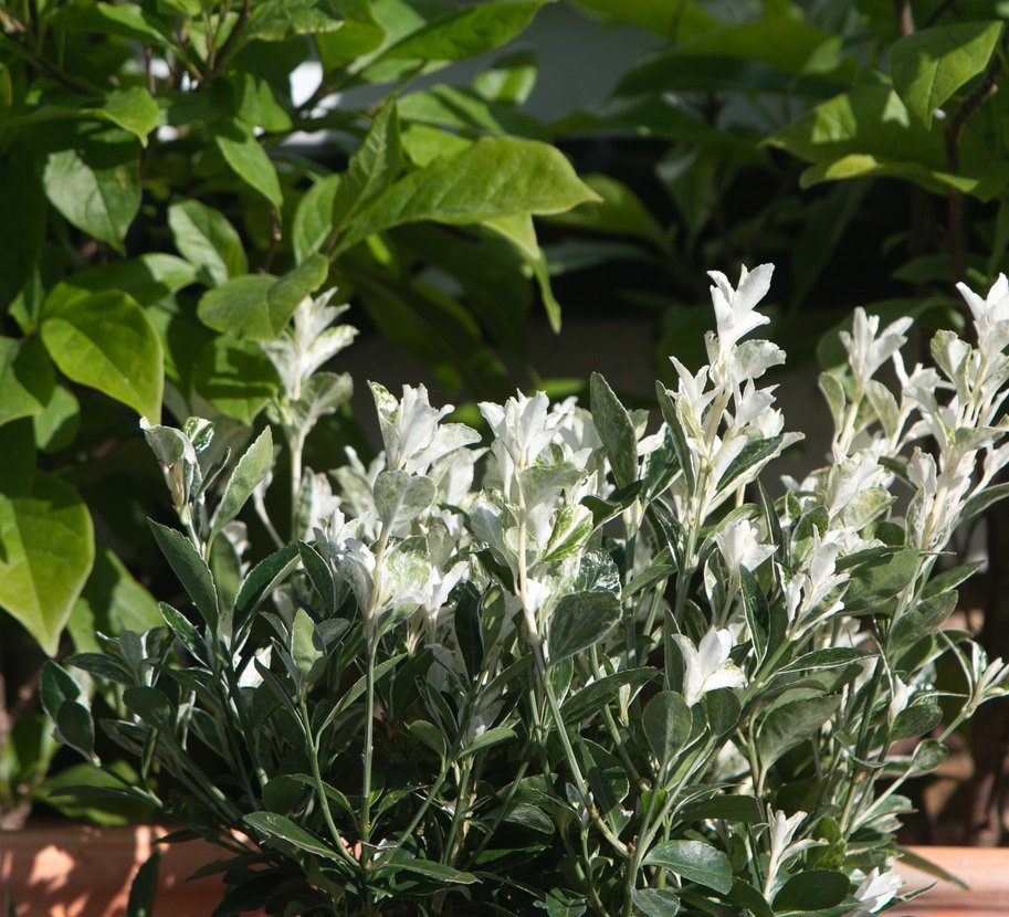 Trzmielina japońska FRANCIEN - 2