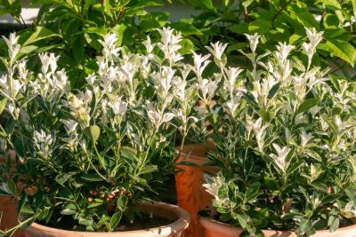 Trzmielina japońska FRANCIEN