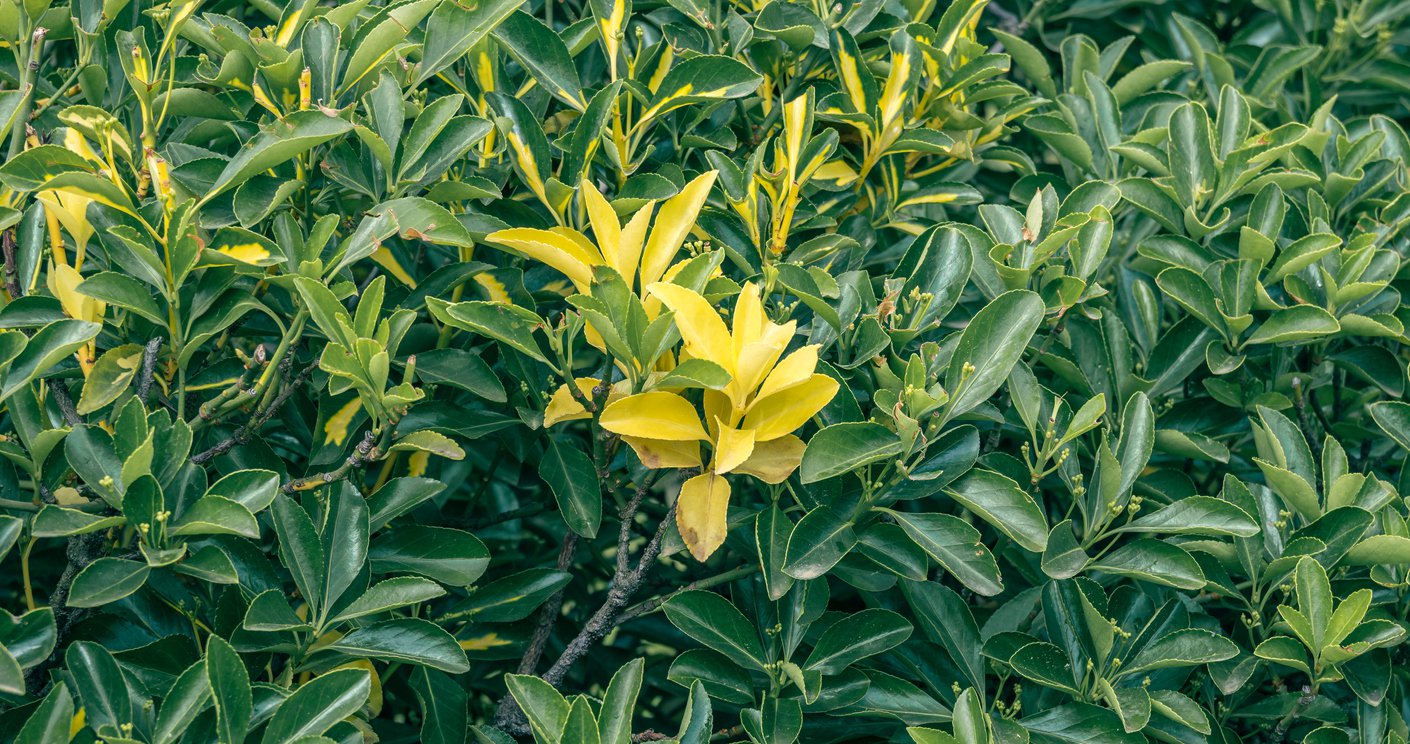 Trzmielina japońska FRANCIEN - 3