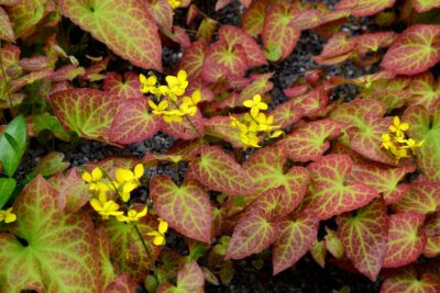 Epimedium RUBRUM