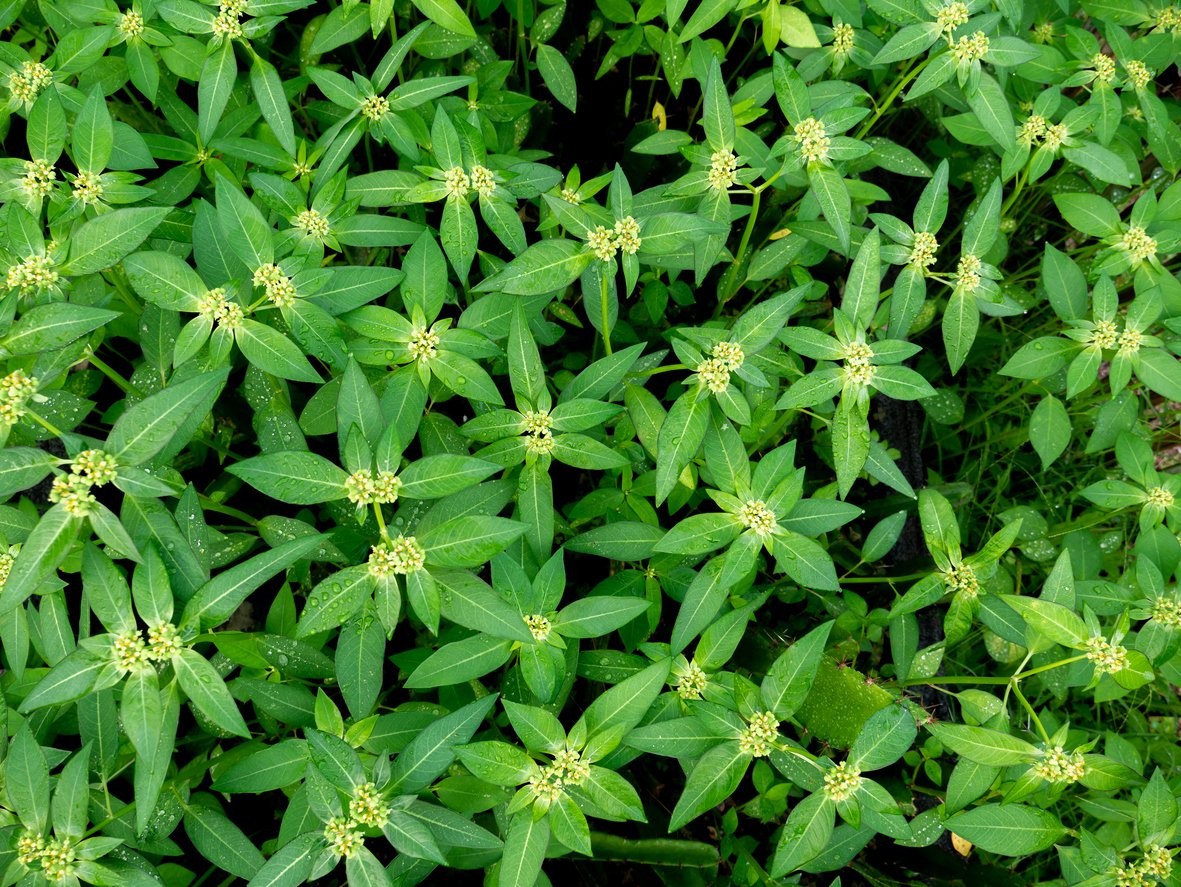 Zadrzewnia bezogonkowa BUTTERFLY - 2