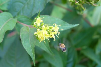 Zadrzewnia bezogonkowa BUTTERFLY