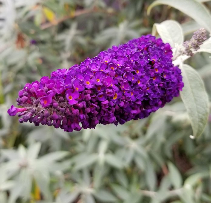 Budleja Dawida MAGENTA MUNCHKIN - 2