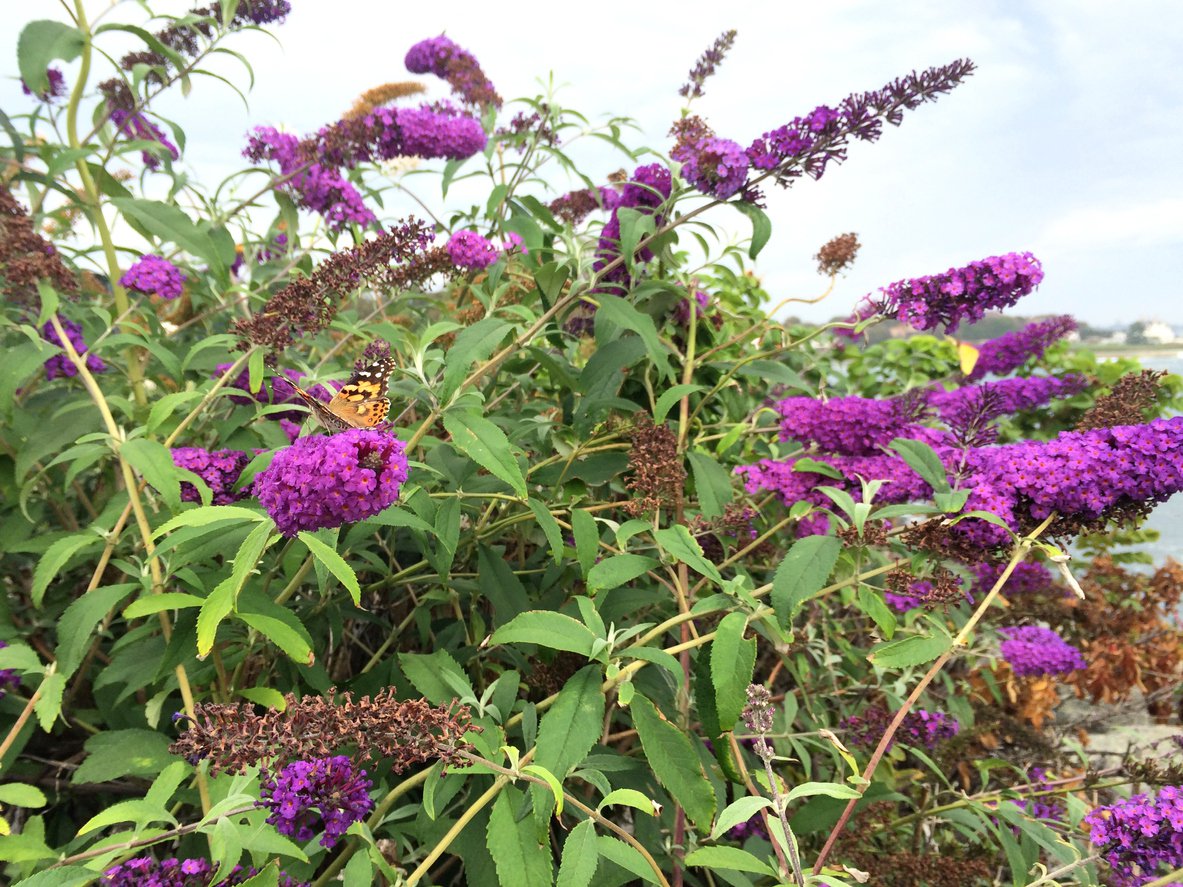 Budleja Dawida MAGENTA MUNCHKIN - 3