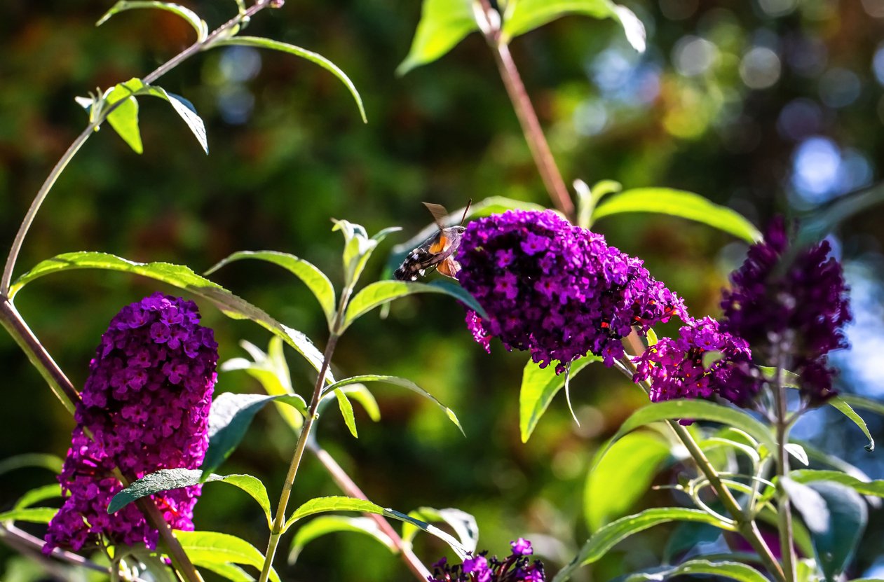 Budleja Dawida MAGENTA MUNCHKIN - 4