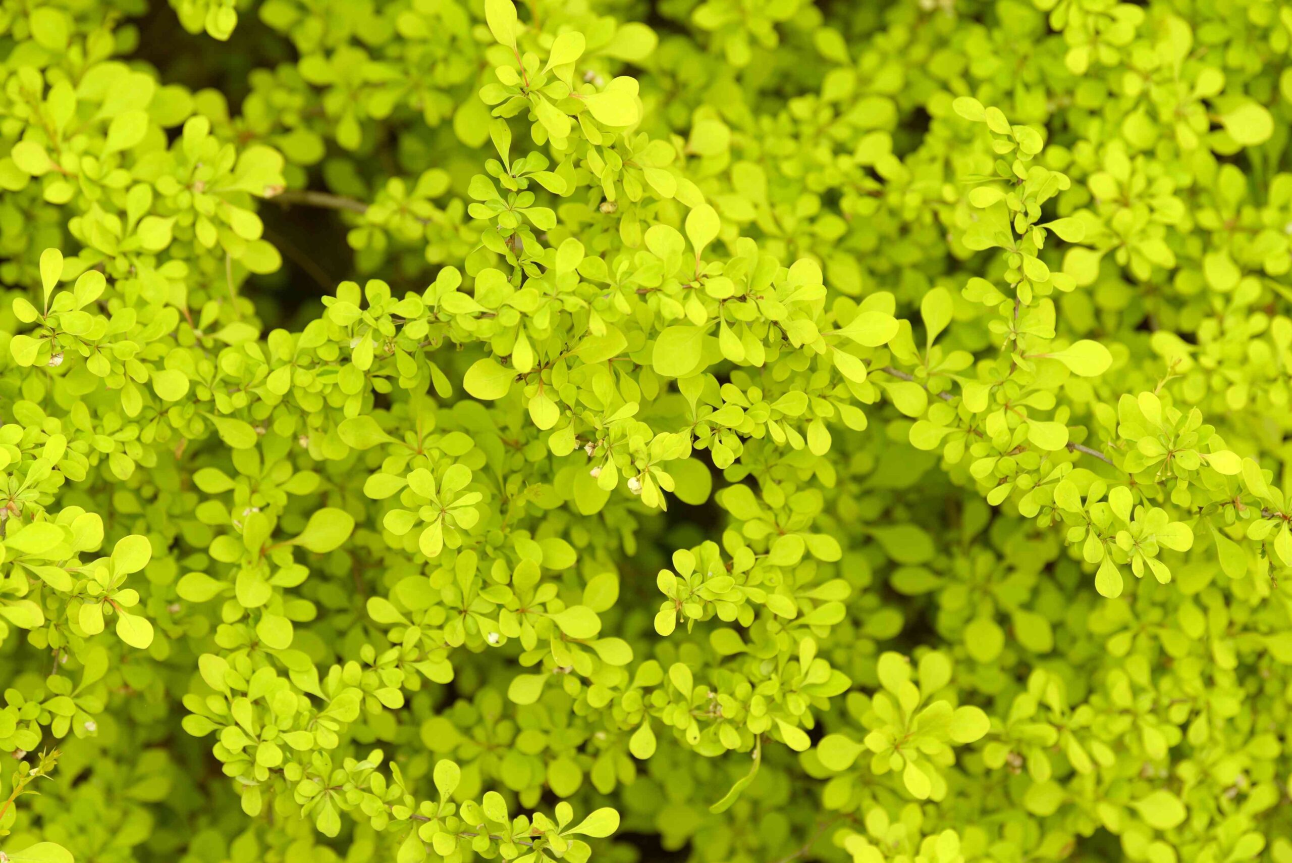 Berberys Thunberga MINI GOLD - 1