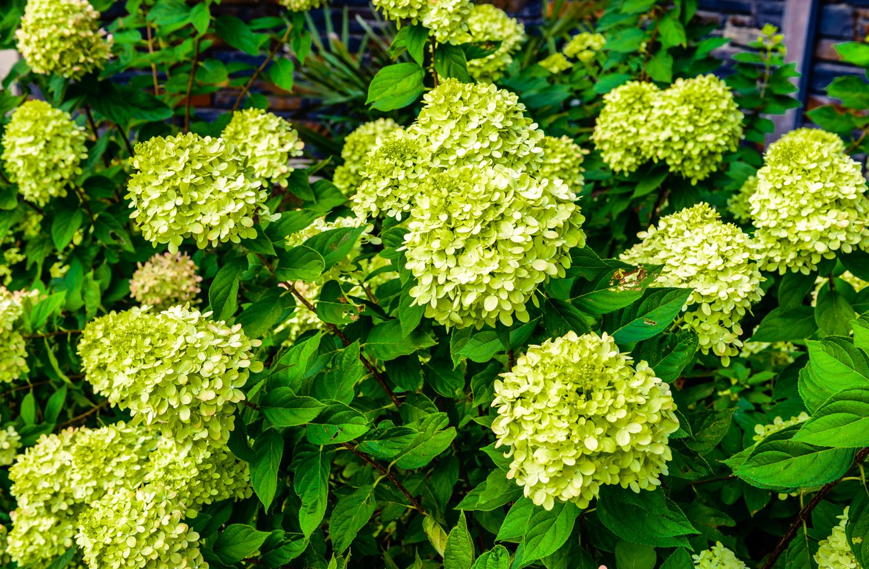 Hortensja bukietowa MOJITO - 2