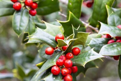 Ostrokrzew Meservy BLUE PRINCE