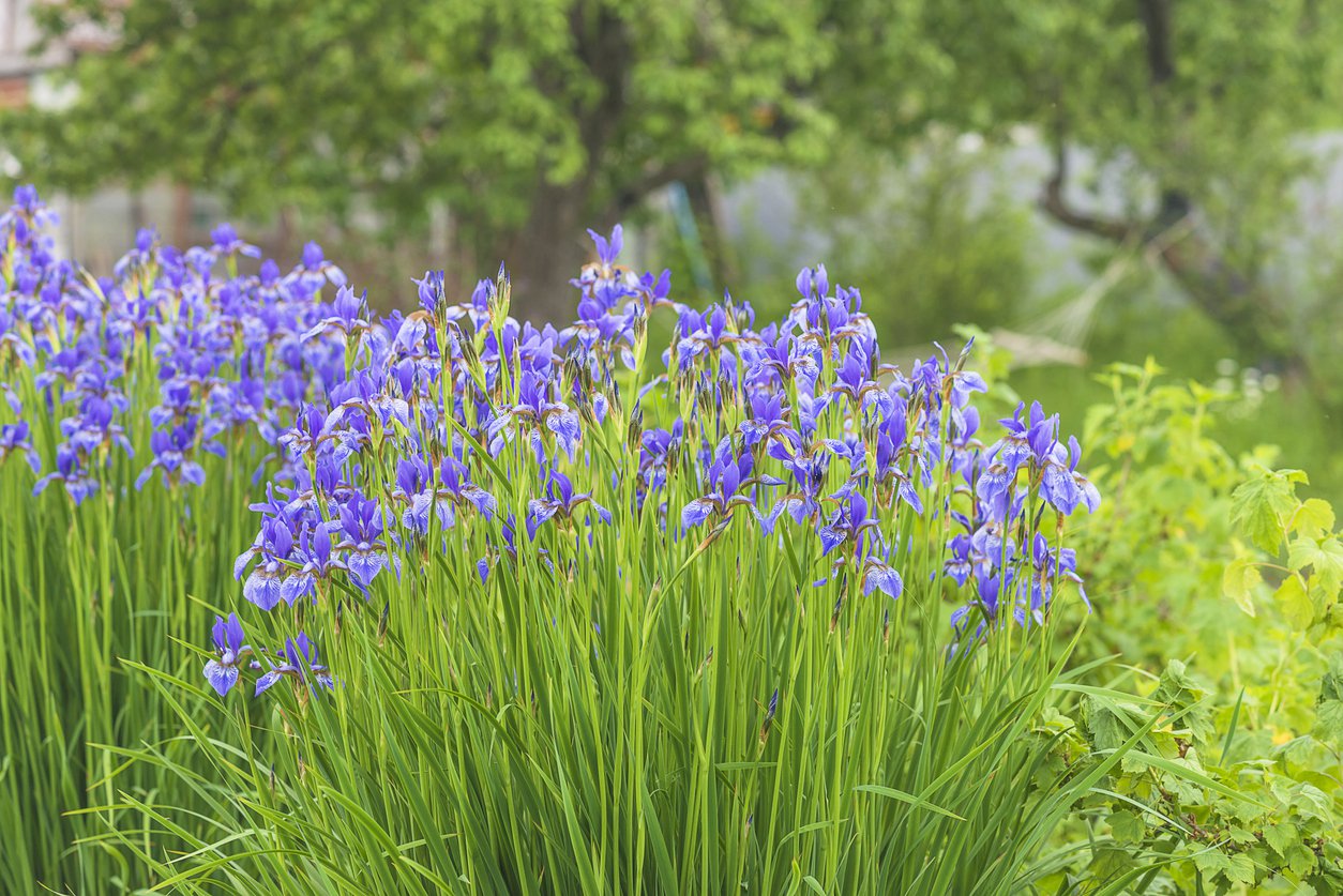 Irys syberyjski BARBOLETTA - 4