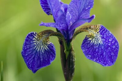 Irys syberyjski BARBOLETTA