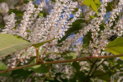 Itea wirginijska HENRY’S GARNET