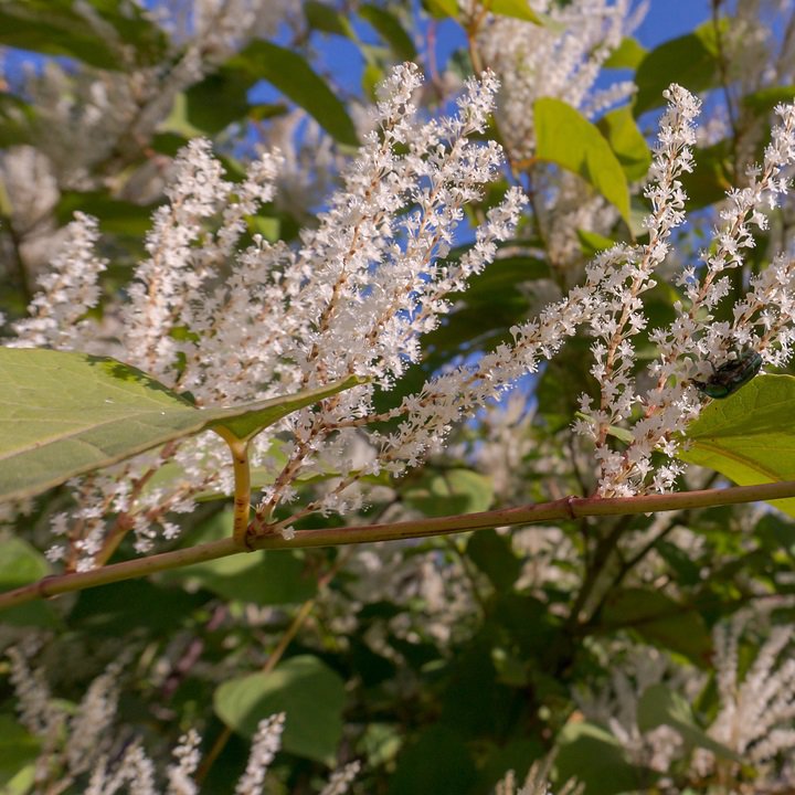Itea wirginijska HENRY’S GARNET