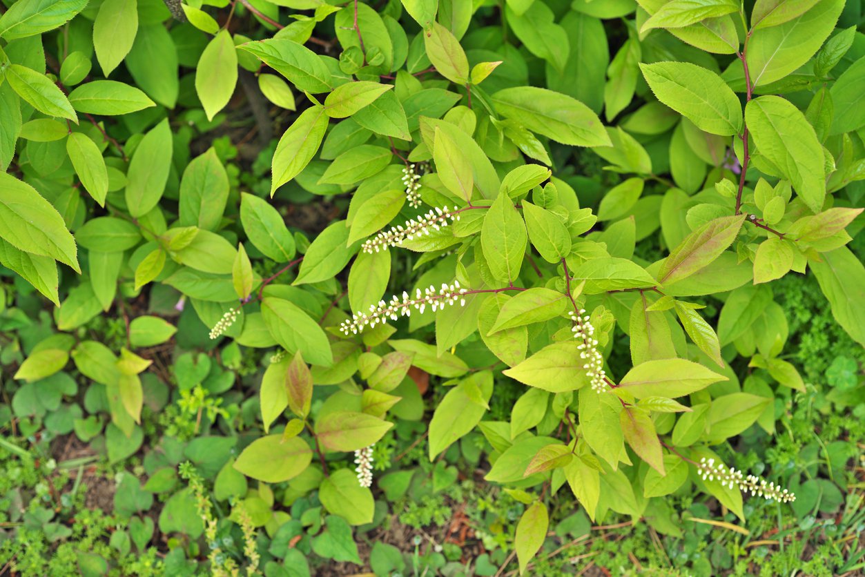 Itea wirginijska HENRY’S GARNET - 3