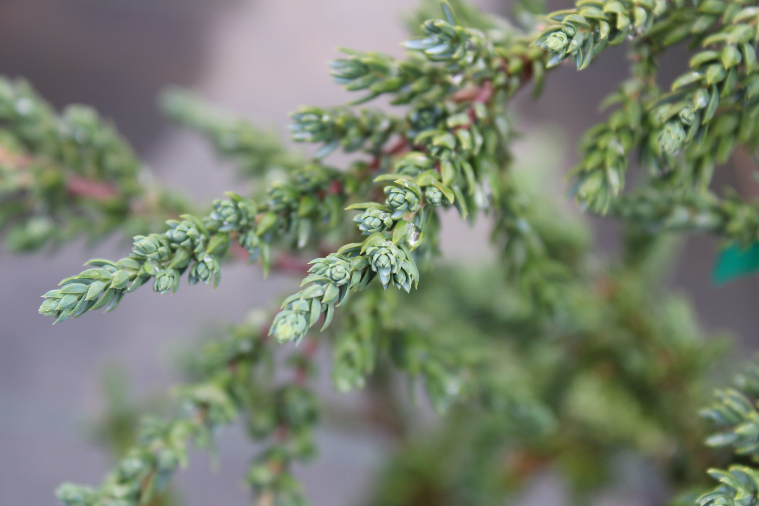 Jałowiec pospolity HIBERNICA - 2