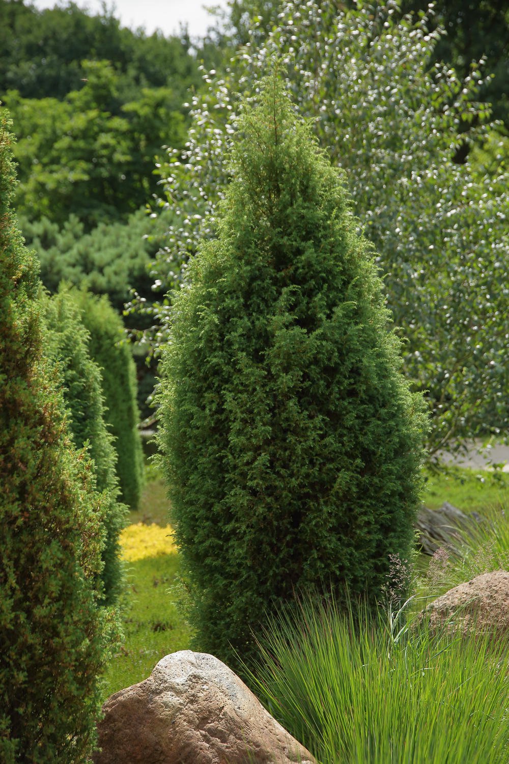 Jałowiec pospolity HIBERNICA - 4