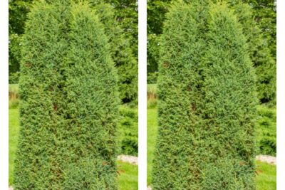 Jałowiec pospolity HIBERNICA