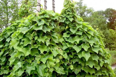 Miesięcznik DAHURSKI