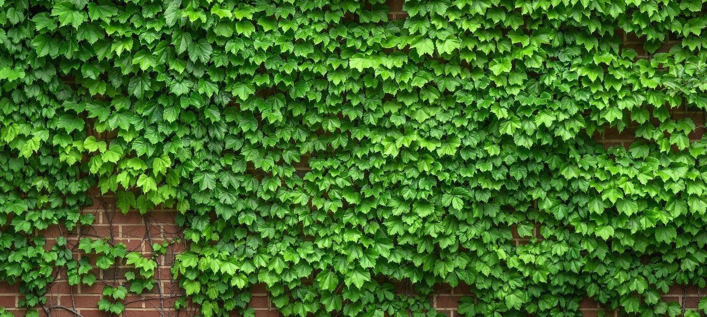 Miesięcznik DAHURSKI - 2