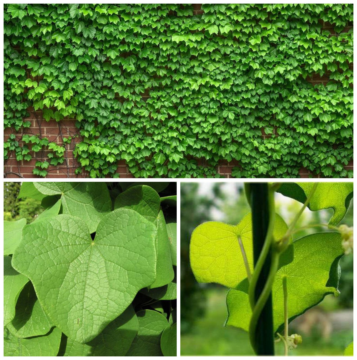 Miesięcznik DAHURSKI - 3