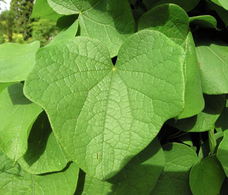 Miesięcznik DAHURSKI - 4