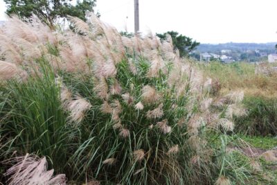 Miskant chiński AMURI