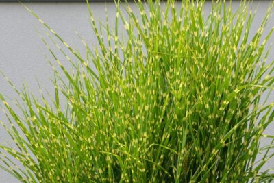 Miskant chiński GIRAFFE